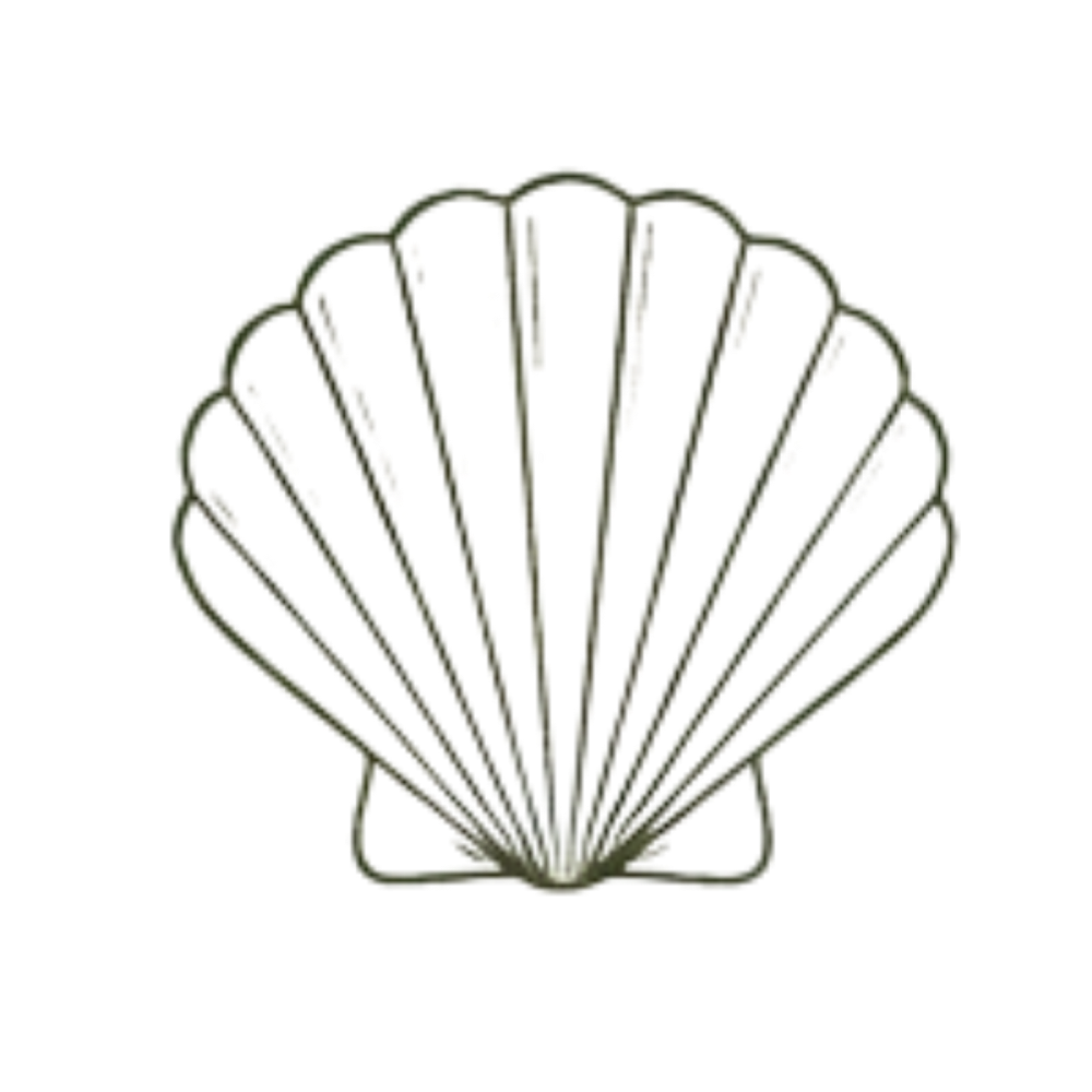 Scallop shell