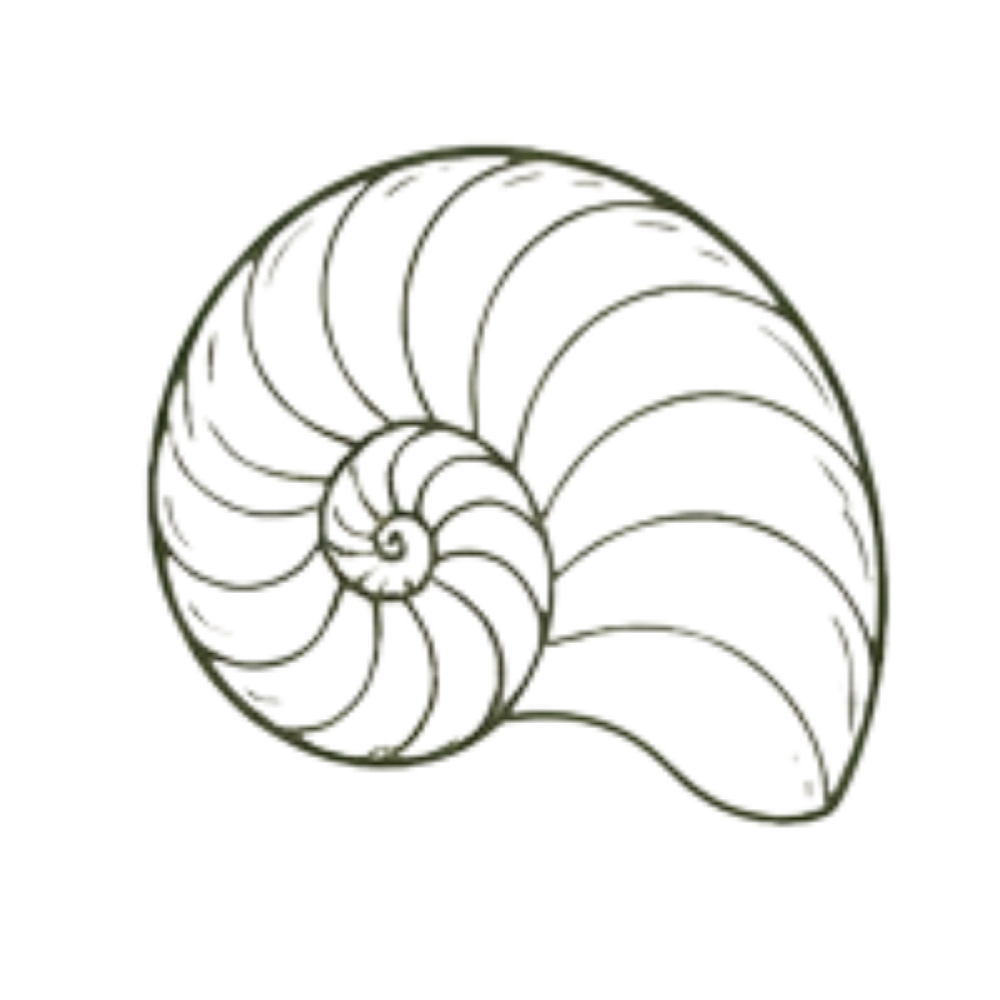 Nautilus shell